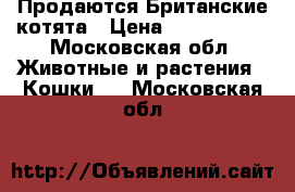 Продаются Британские котята › Цена ­ 4000-3000 - Московская обл. Животные и растения » Кошки   . Московская обл.